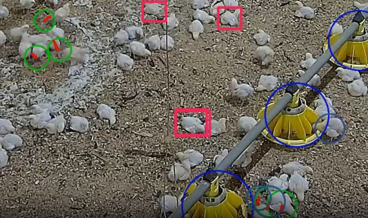 Animal welfare video analytics illustration 2