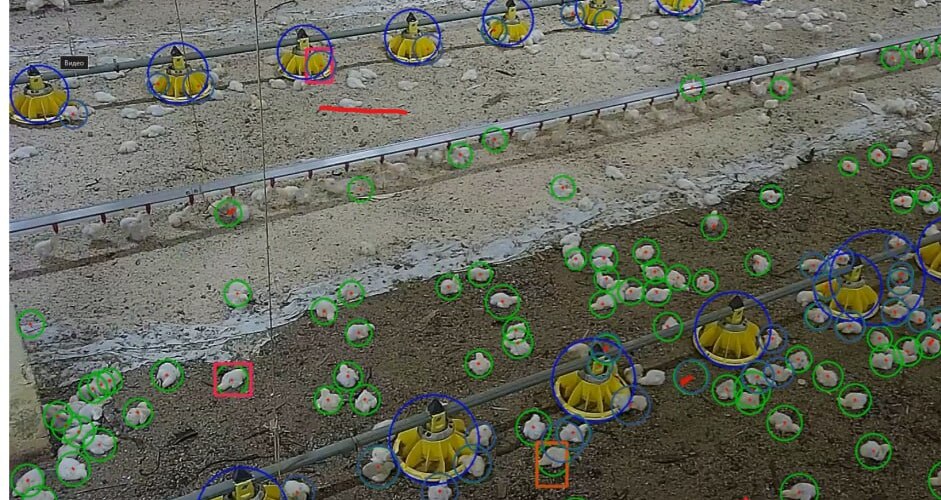 Animal welfare video analytics illustration 3