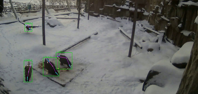 Animal welfare video analytics illustration 7